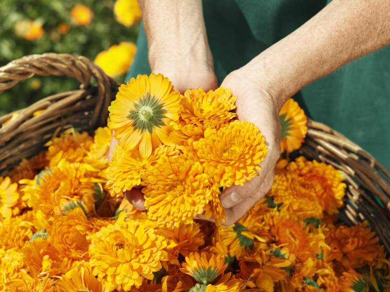 Le infinite proprietà del fiore dal colore del sole: LA CALENDULA