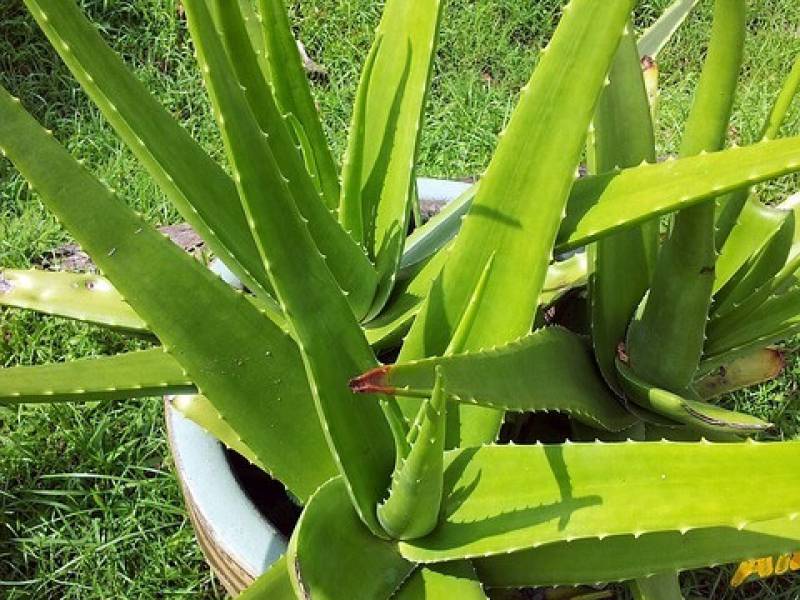 Meraviglioso Succo di Aloe vera…  Conosci tutti i suoi benefici?