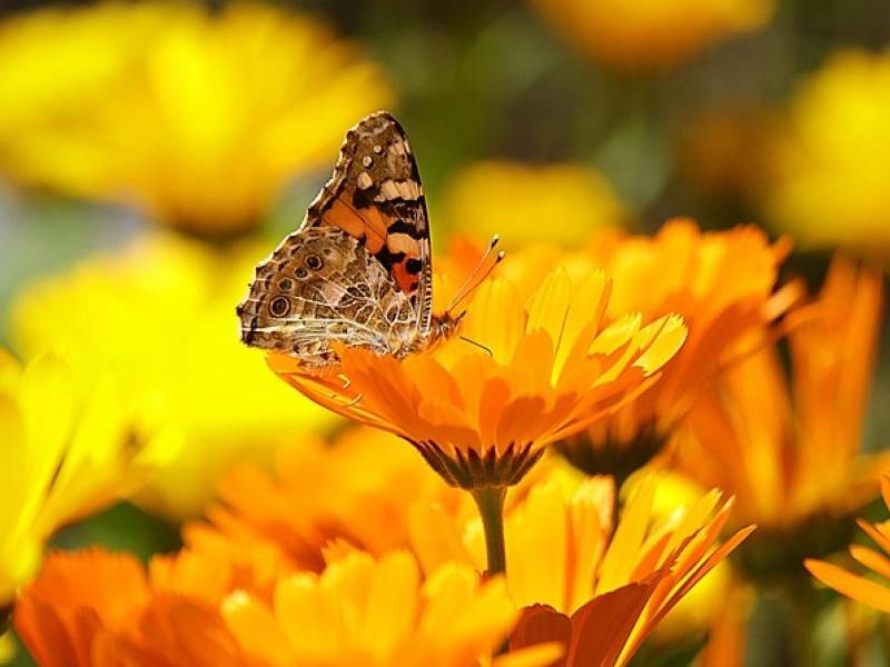 Calendula, la sposa del Sole