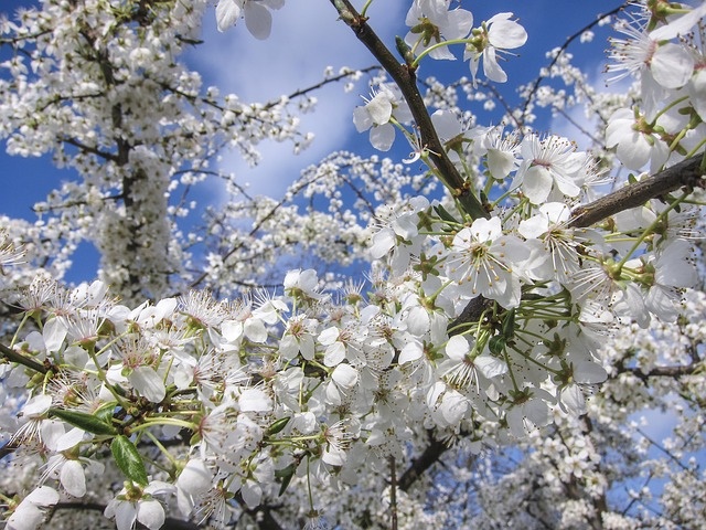 Fiori di Bach